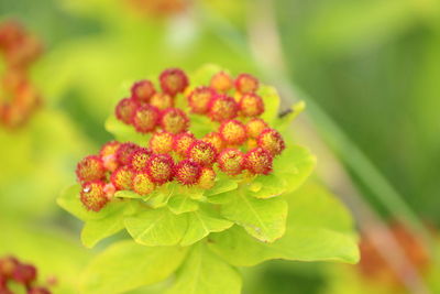 Close-up of flowering plant