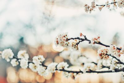 Close-up of cherry blossoms in spring