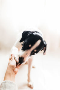 Close-up of hand holding dog