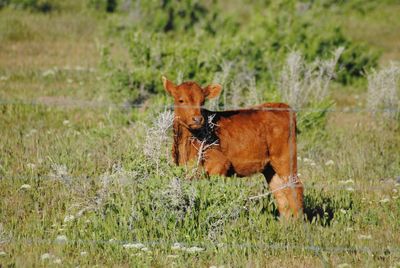 Brown calf on grassy field