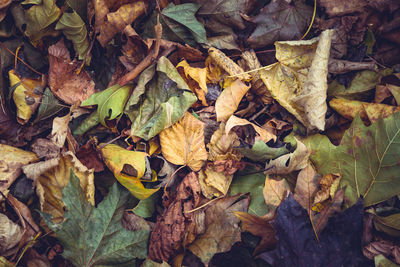 High angle view of maple leaves on field