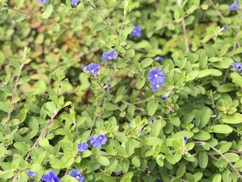 Close-up of purple flowers blooming outdoors