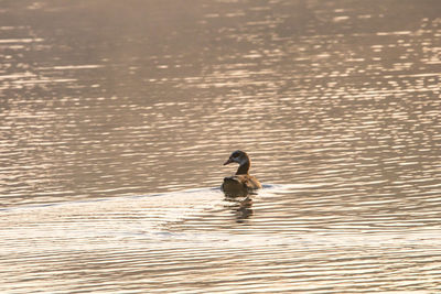 Duck swimming in a lake