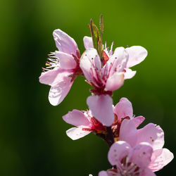 Close-up of pink cherry blossoms