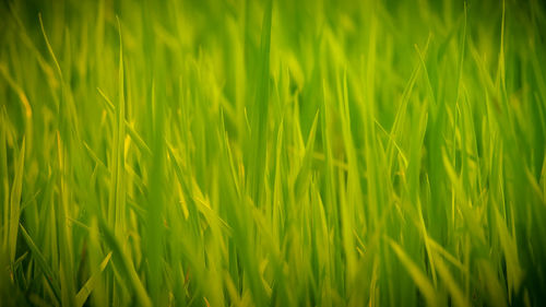 Full frame shot of corn field