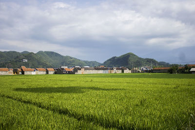 Scenic view of agricultural field against sky