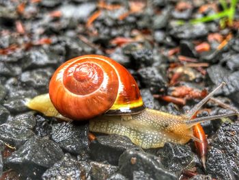 Close-up of snail