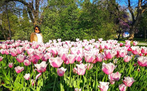 Pink flowering plants in park