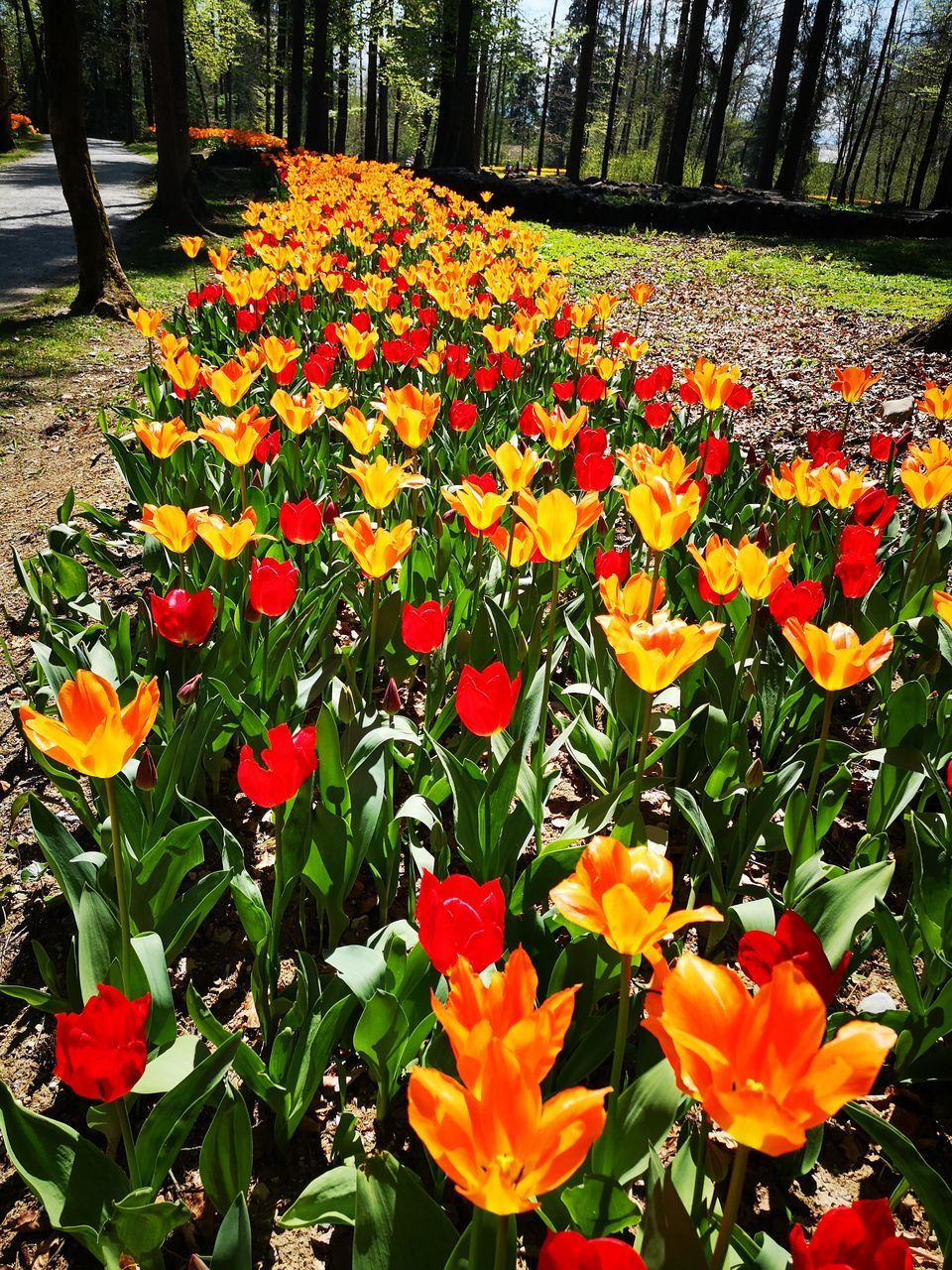 VIEW OF FLOWERING PLANTS IN SUNLIGHT