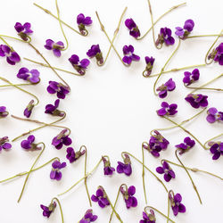 High angle view of purple roses against white background