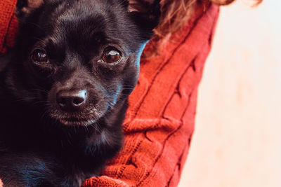 Close-up portrait of puppy at home