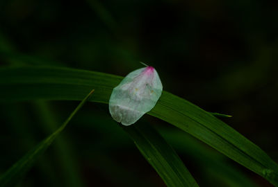 Close-up of flower