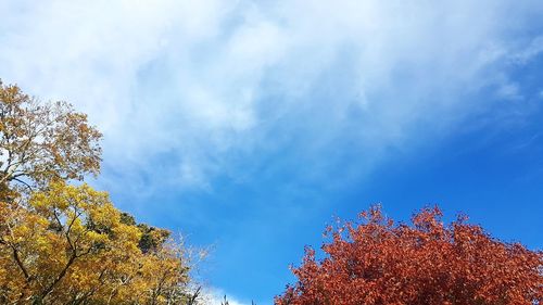 Low angle view of trees against blue sky