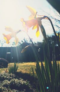 Sun shining through flowers