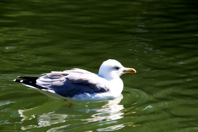 High angle view of seagull swimming in lake