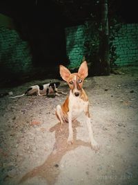 Portrait of dog against wall