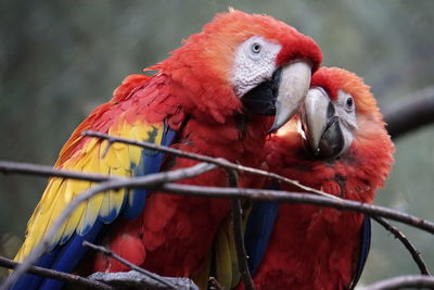 Close-up of parrots against blurred background