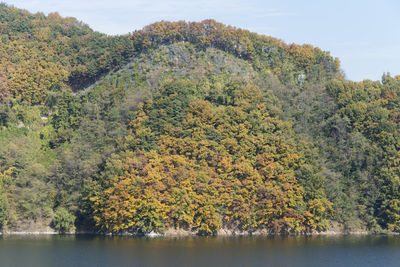 Scenic view of lake in forest