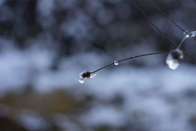 Close-up of water drops on twig