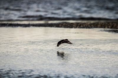 Bird flying over lake