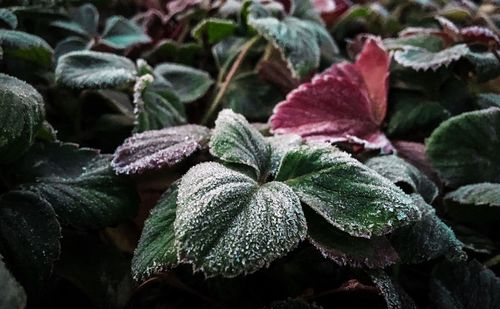 Full frame shot of fresh green leaves