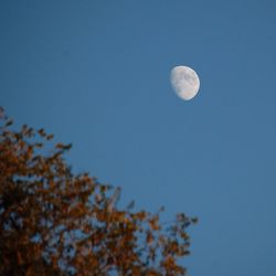 Low angle view of trees against blue sky