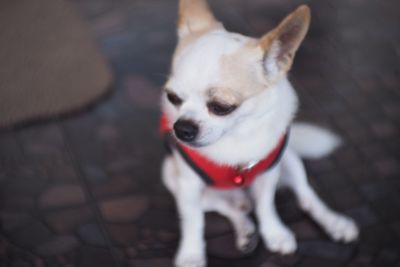 Portrait of dog