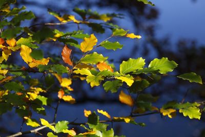 Close-up of leaves on branch against sky