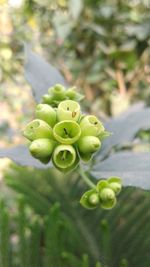 Close-up of cactus plant