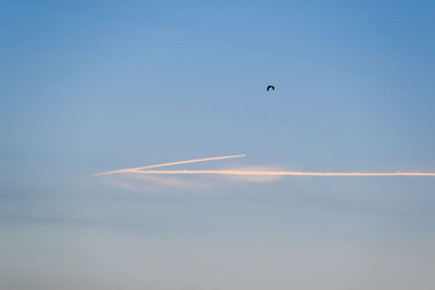 Low angle view of bird flying in sky