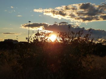 Silhouette plants on field against sky during sunset