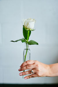 Cropped hand of woman holding white rose in vase against wall