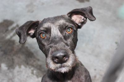 Portrait of black dog