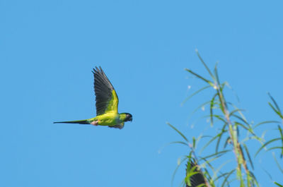 Low angle view of bird flying against clear blue sky