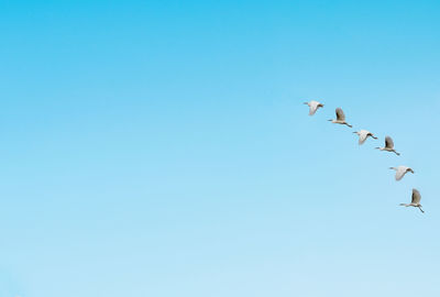White heron in flight against blue sky