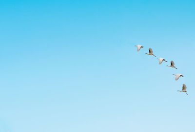 Low angle view of airplane flying against clear blue sky