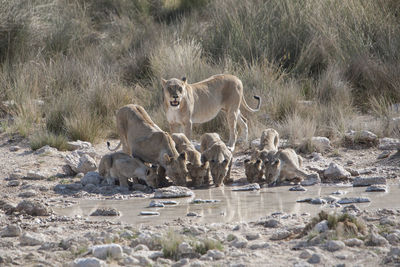 Lion family drinking from waterhole