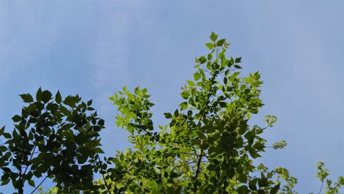 Low angle view of plants against clear blue sky