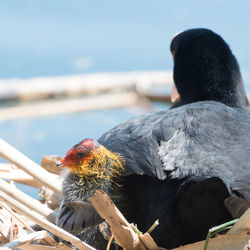 Close-up of coot family on nest against lake