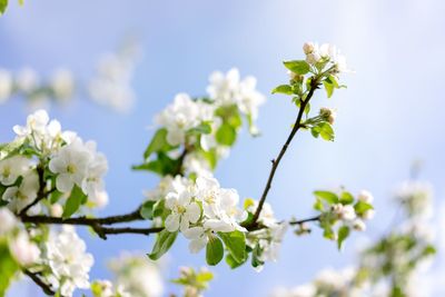 Close-up of white flowering plant