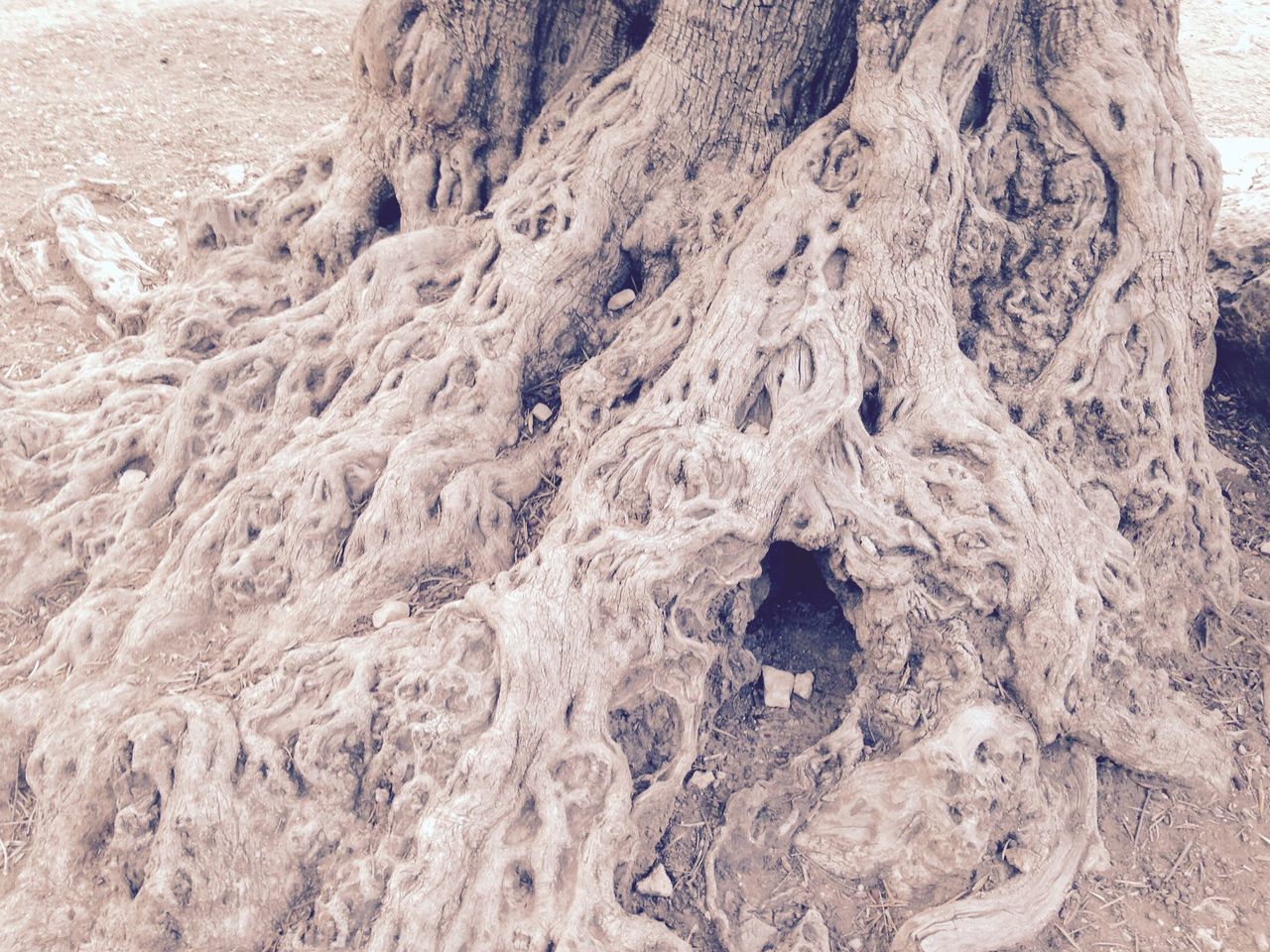 FULL FRAME SHOT OF TREE ON SAND