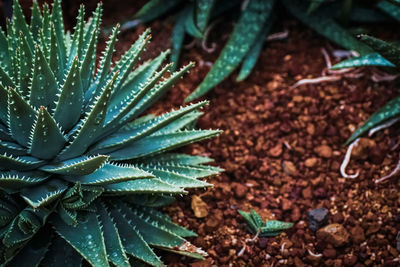 Close-up of cactus