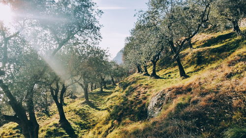 Trees in forest against sky