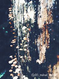 Close-up of snow on tree trunk