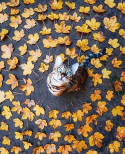 High angle view of cat on leaves during autumn