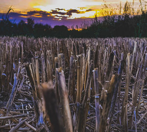 Panoramic view of agricultural field against sky during sunset