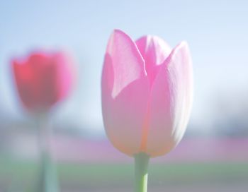 Close-up of pink tulip