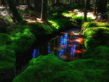 Trees in forest