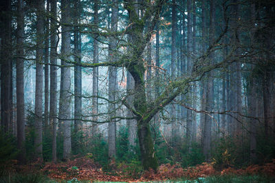 Trees in forest