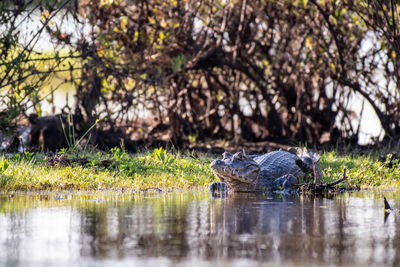 View of a duck in the lake